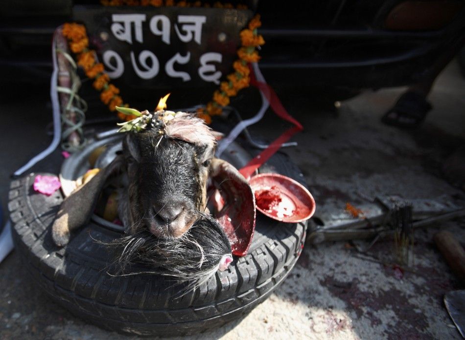 The head of a goat is placed in front of a car as an offering after being sacrificed during the Dasain festival in Kathmandu