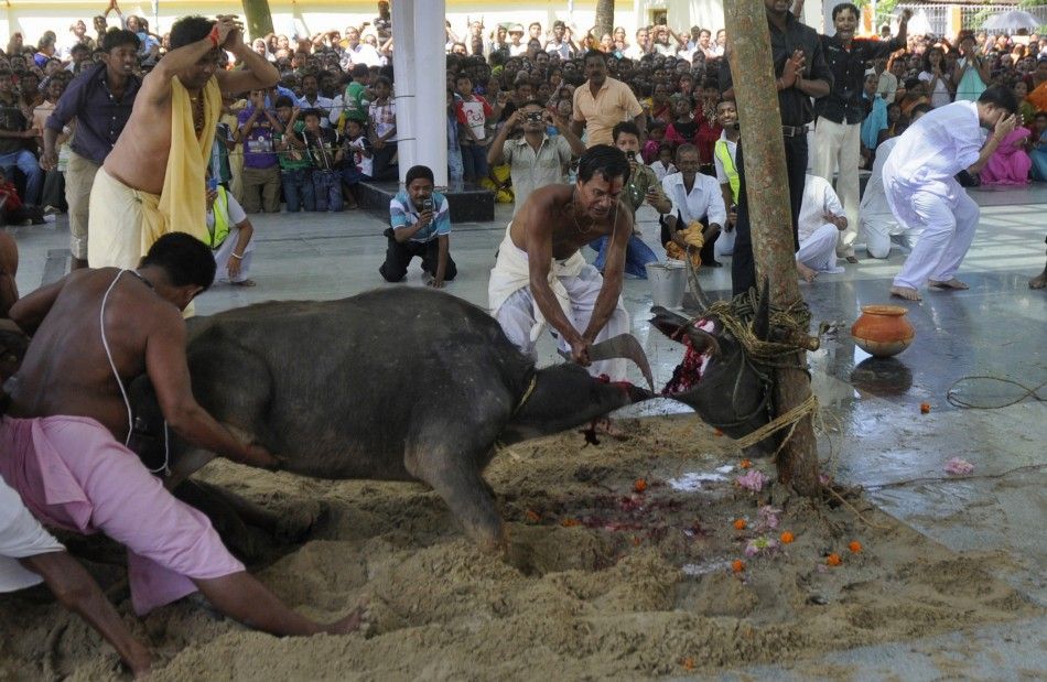 Devotees sacrifice a buffalo calf as part of a ritual during the Durga Puja festival in Agartala