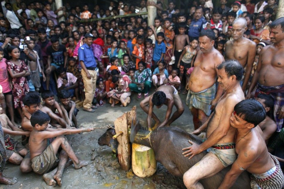 Hindu devotees sever a buffalo calf039s head as part of a sacrifice, during the 039Durga Puja039 religious festival in Netrokona