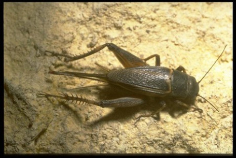 Field Crickets Tend to Show Chivalry, Researchers Found