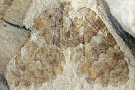Mesozoic Silky Lacewing Fossil Discovered