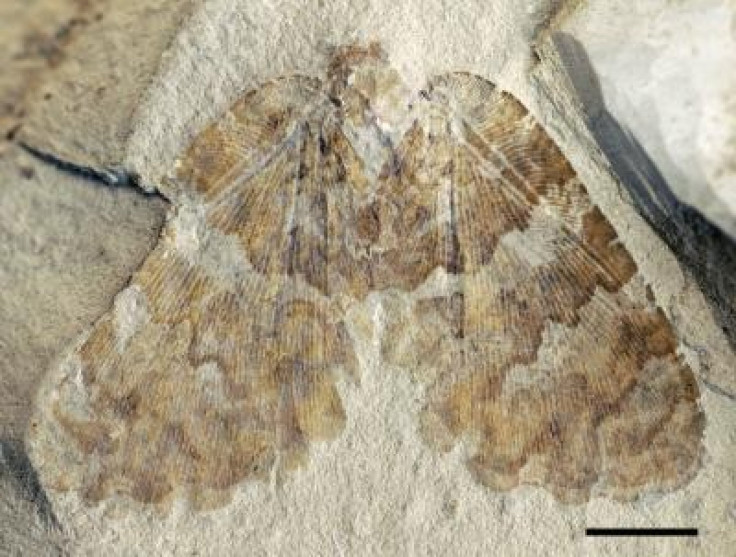 Mesozoic Silky Lacewing Fossil Discovered