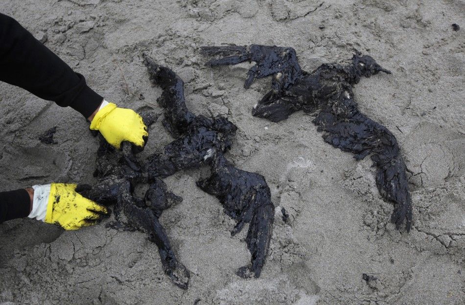 New Zealand Oil Spill