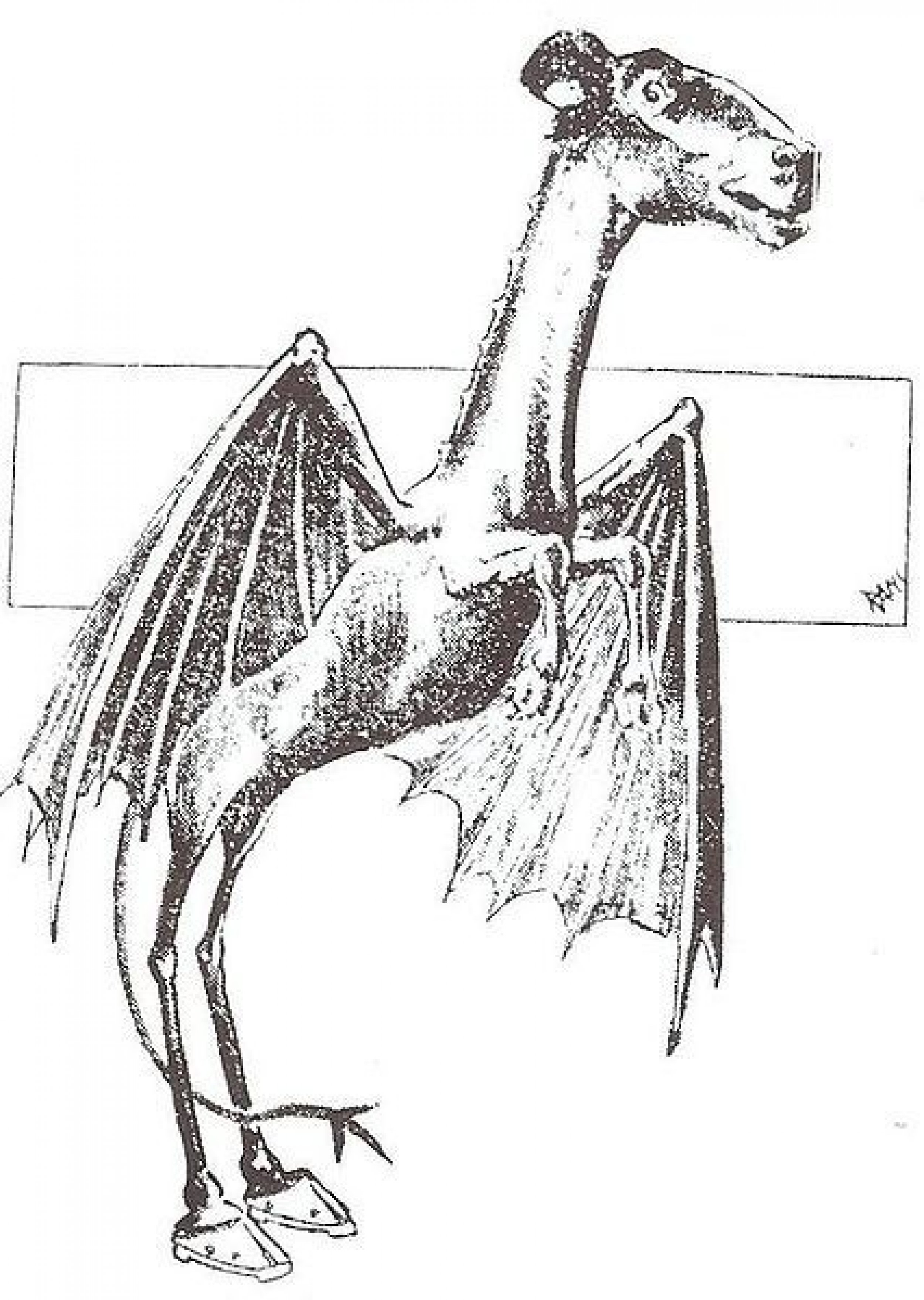 Jersey Devil 