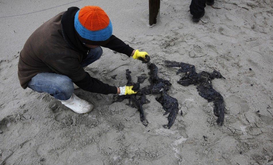 Wildlife Massacre in NZ Oil Spill