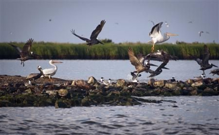 Pelicans take flight near rocks blanketed with oil from the Deepwater Horizon oil spill on Queen Bess Island
