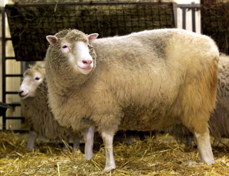 The world's first clone of an adult animal, Dolly the sheep, bleats at photographers during a photocall at the Roslin Institute