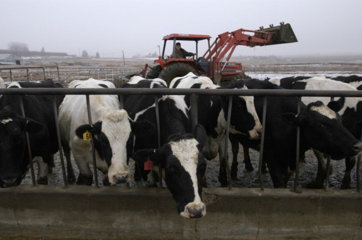 A U.S. Dairy Farm