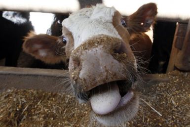U.S. authorities reported the country's first case of mad cow disease in six years on Tuesday, swiftly assuring consumers and global importers that there was no danger of meat from the California dairy cow entering the food chain.