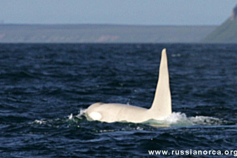 Iceberg the White Killer Whale