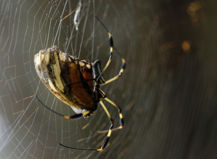 Golden Orb Spider