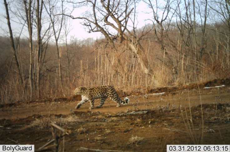 Rare Amur leopard