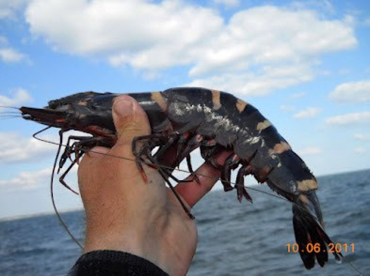 Cannibal Shrimp