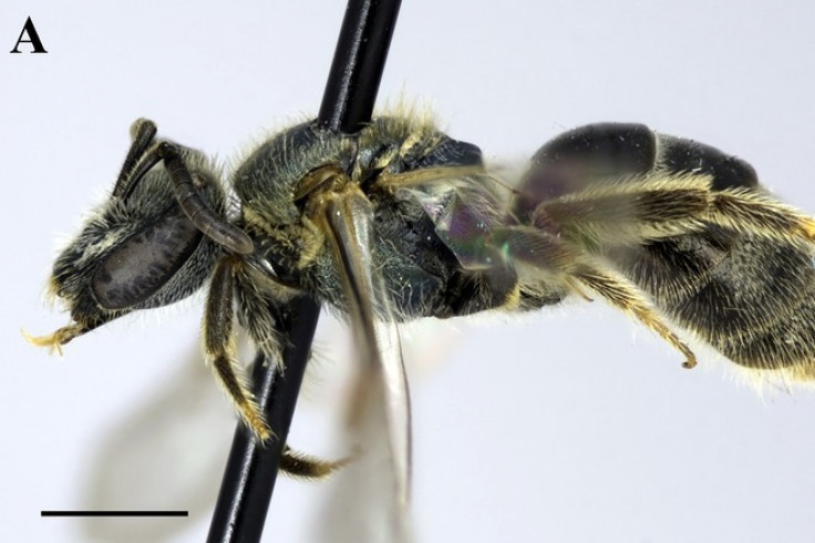 New Bee Feeds On New Yorker’s Sweat