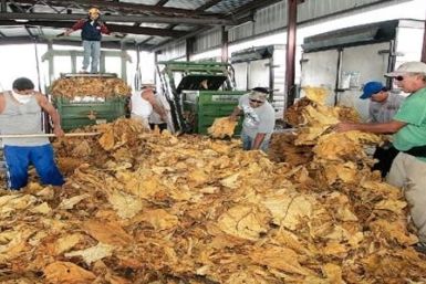 Tobacco can be used as a natural pesticide which is good news for farmers who have seen sales drop due to public health concerns. (Photo credit: The Goldsboro News-Argus)