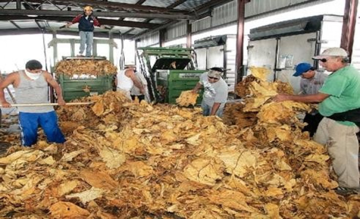 Tobacco can be used as a natural pesticide which is good news for farmers who have seen sales drop due to public health concerns. (Photo credit: The Goldsboro News-Argus)