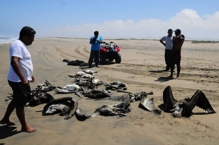 Dolphins, Birds Die in Staggering Numbers on Peru Beach