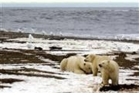 Polar Bears Sick As Toxins Foul Arctic Sea Food Chains