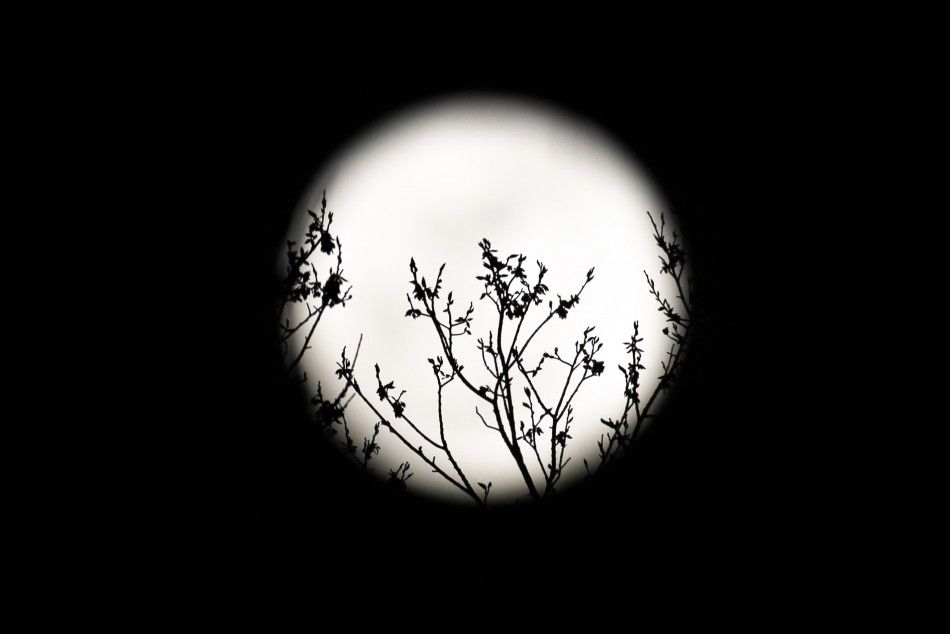 Spring buds are silhouetted against the rising full moon in Washington