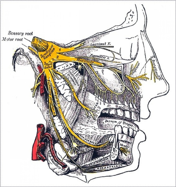 Brain Freeze
