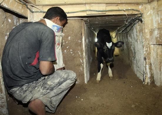 Calf Smuggling Through Tunnels