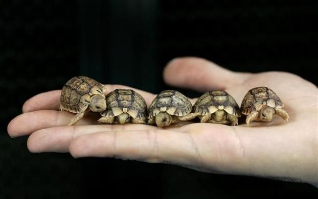 Endangered Egyptian Tortoises Smuggling in Suitcase