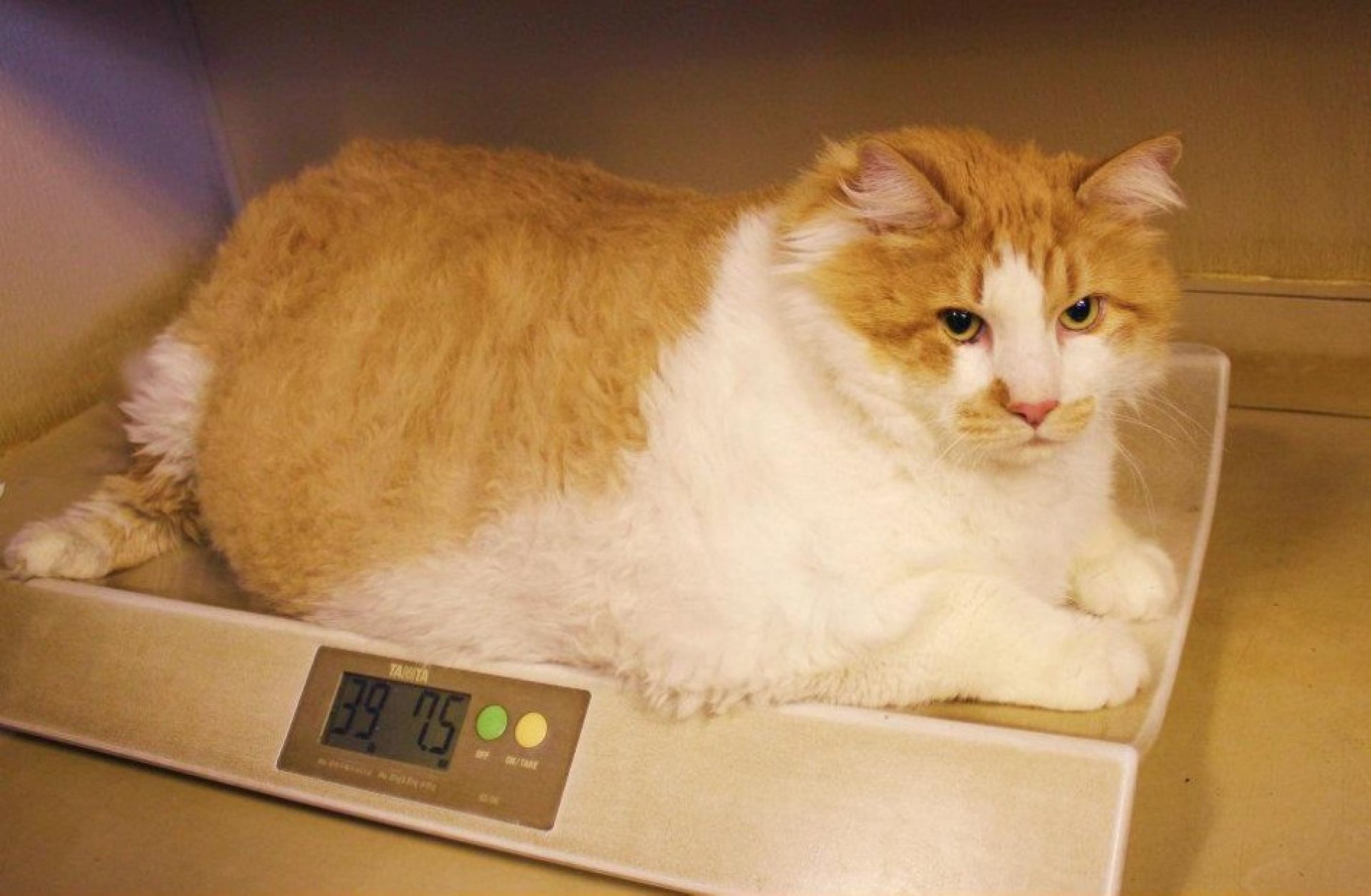 Garfield World s Fattest Cat At 40 Pounds Finds Home IBTimes
