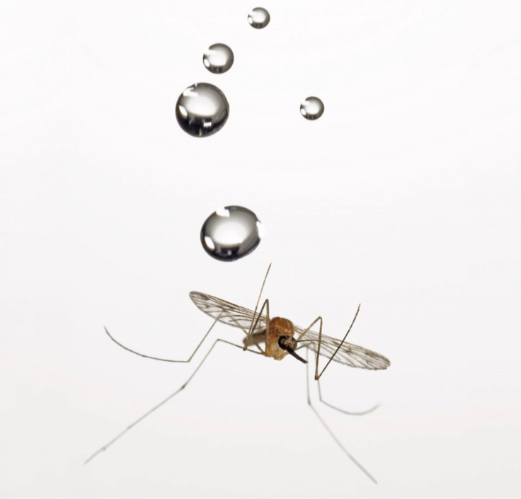 Mosquito raindrop