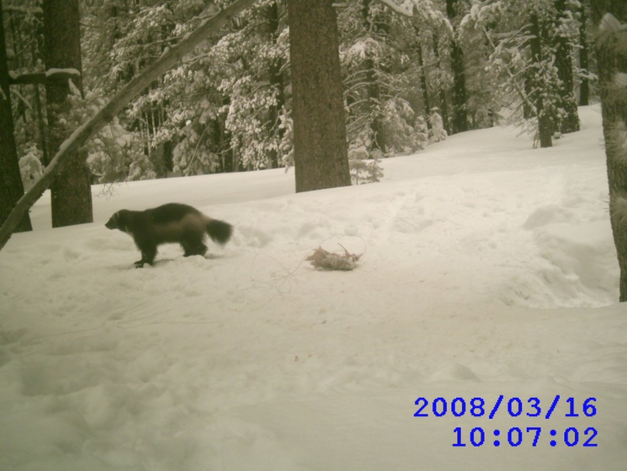 A 2008 sighting of a wolverine, the third, in the Tahoe National Forest, courtesy of the California Fish and Game Department of Forestry.
