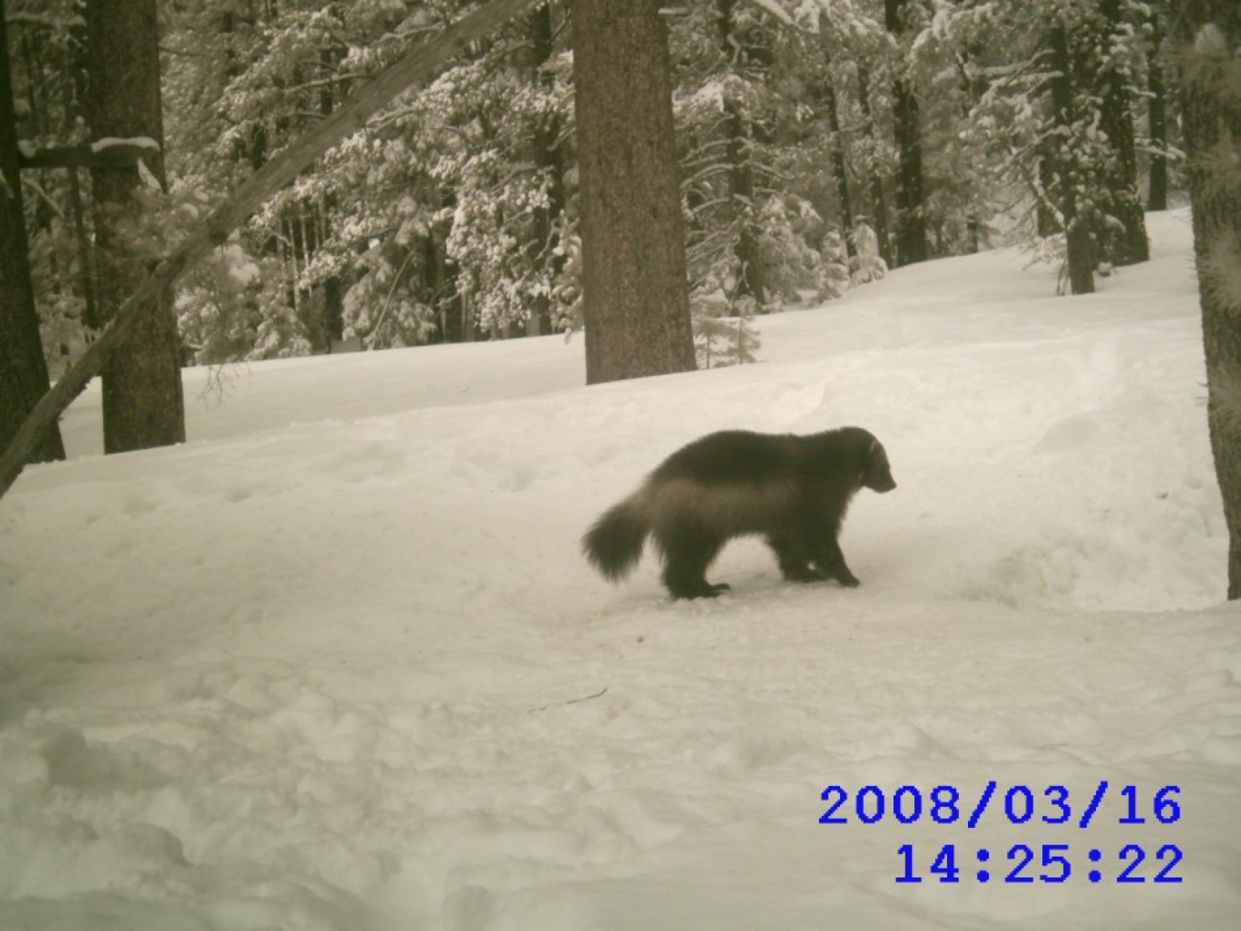 A 2008 sighting of a wolverine, the third, in the Tahoe National Forest, courtesy of the California Fish and Game Department of Forestry.