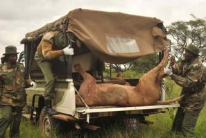 KWS Rangers Loading One Of The Killed Lions On To Their Vehicle.