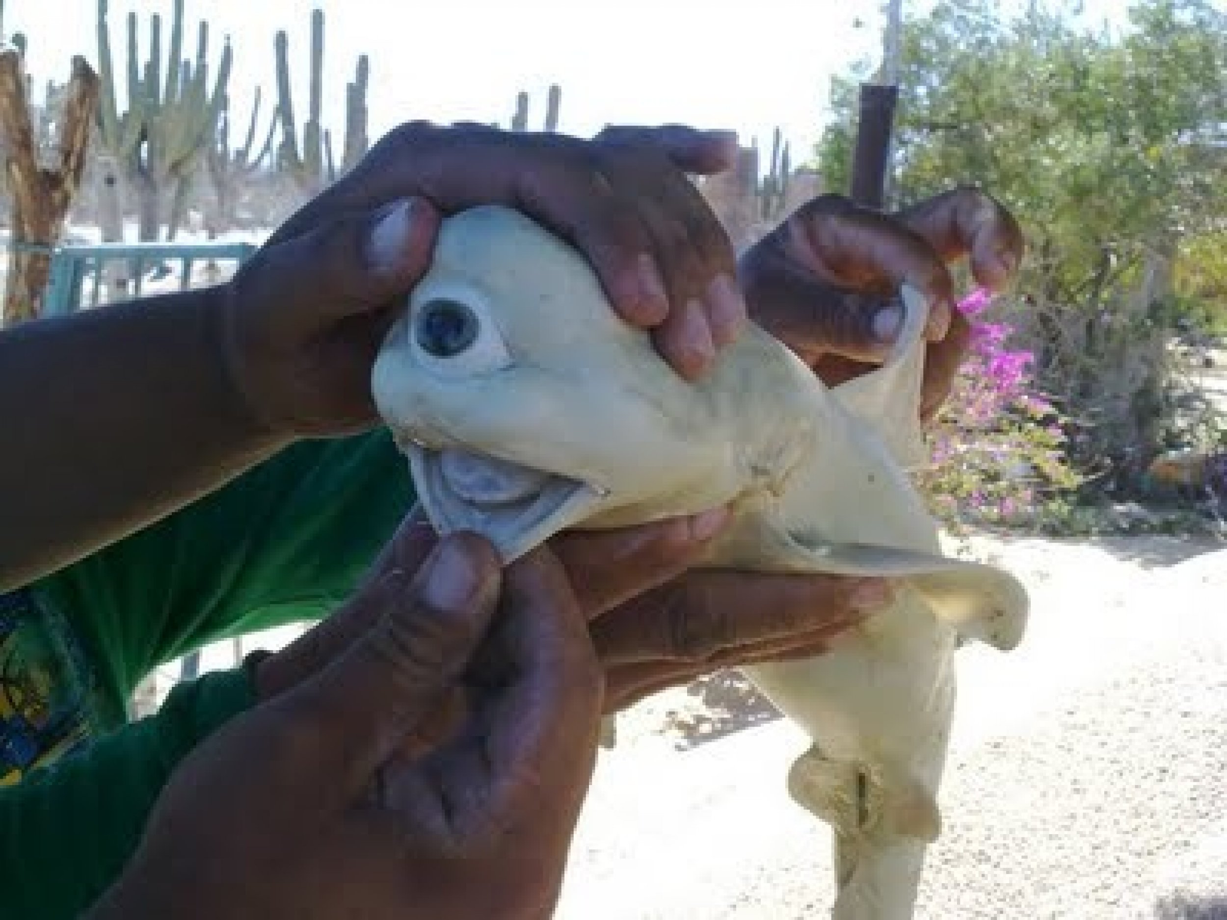 Albino cyclops shark.