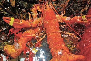 Rare Orange Lobsters