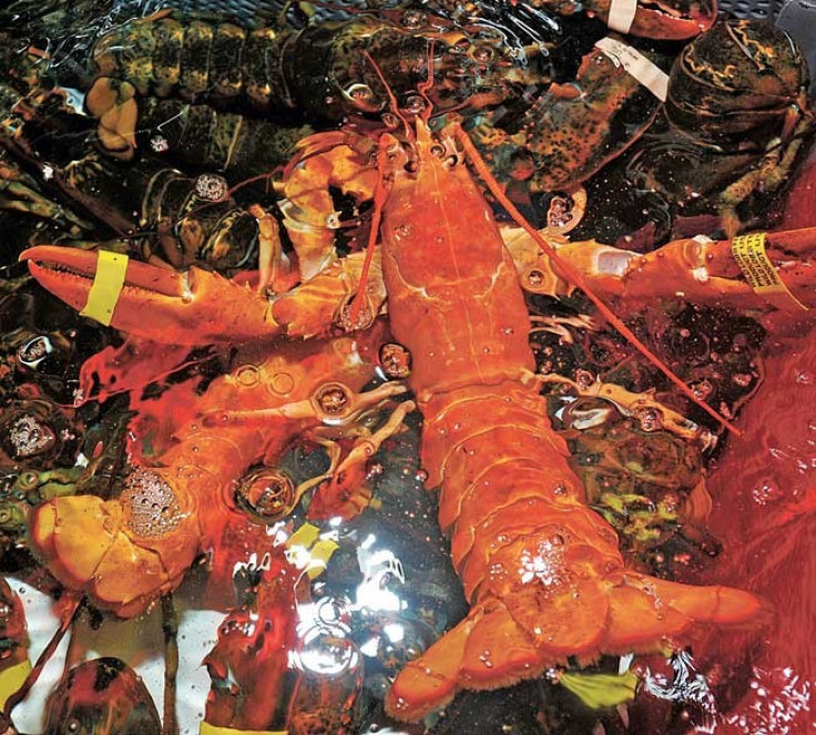 Rare Orange Lobsters