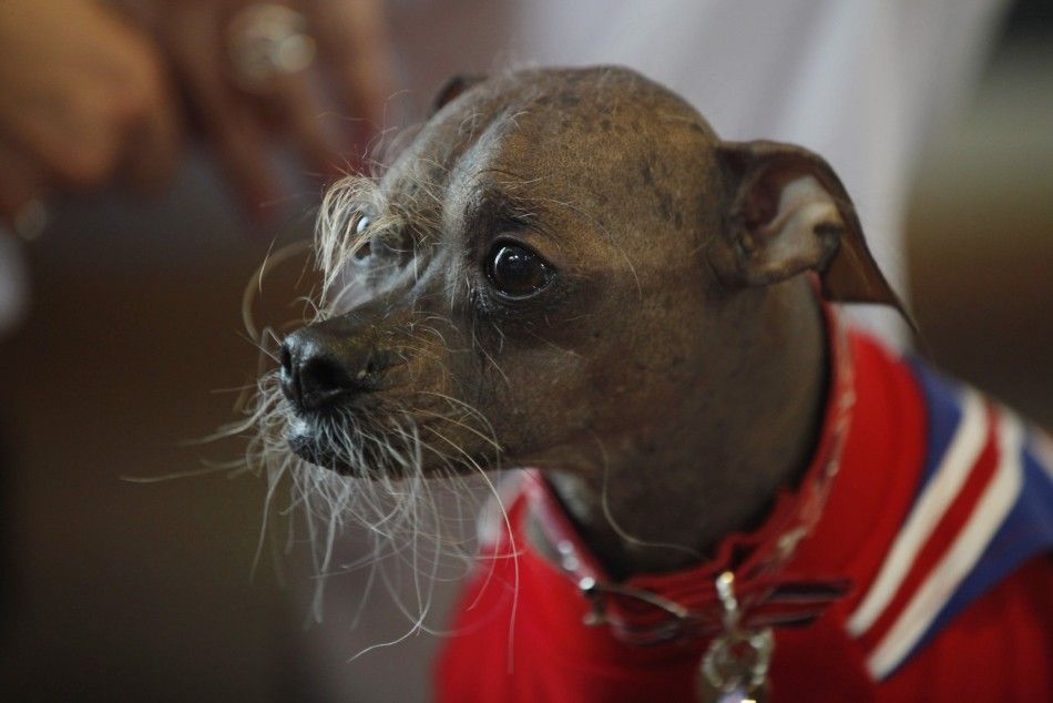 Worlds Ugliest Dog 2012 Mugly