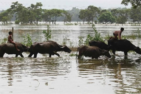 Flood-affected residents move to safer places on their buffaloes after heavy rains at Kushiani village of Morigaon district, in the northeastern Indian state of Assam June 28, 2012. Incessant heavy rains in northeast India have caused massive flooding and