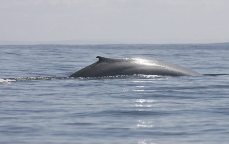 Blue whale surfacing.