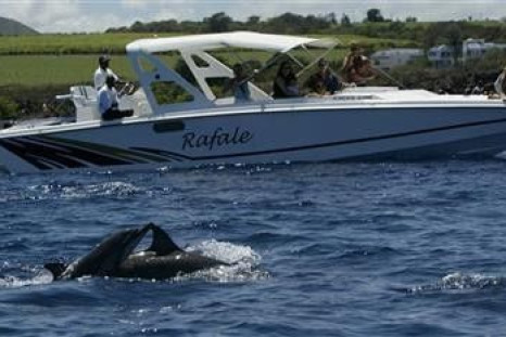 Tourists watch bottlenose dolphins in Tamarin Bay