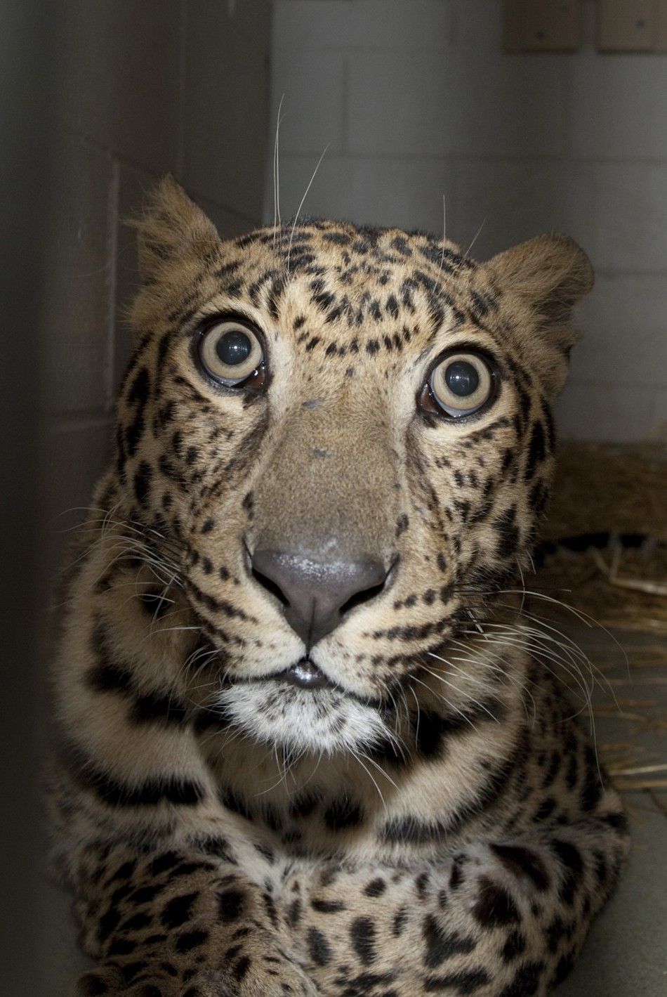 A rescued leopard is pictured at the Columbus Zoo and Aquarium