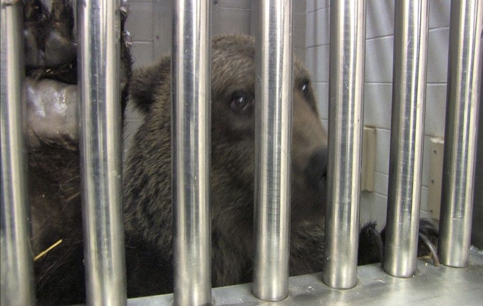A rescued brown bear is pictured at the Columbus Zoo