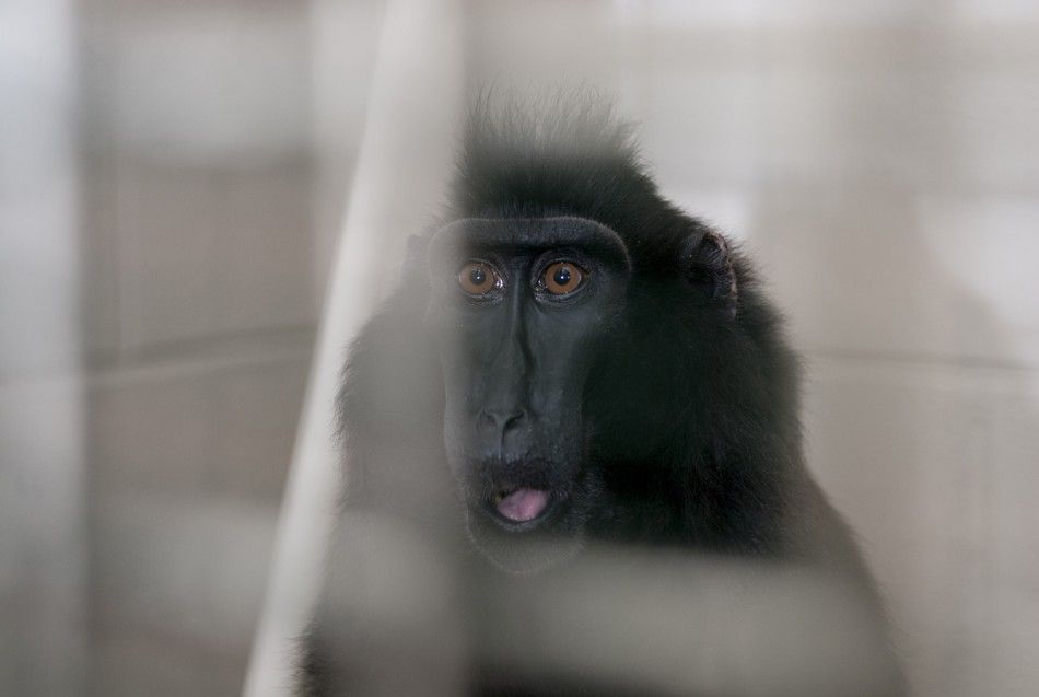 A rescued macaque is pictured at the Columbus Zoo