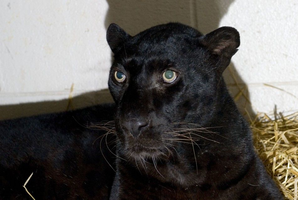 A rescued black leopard is pictured at the Columbus Zoo