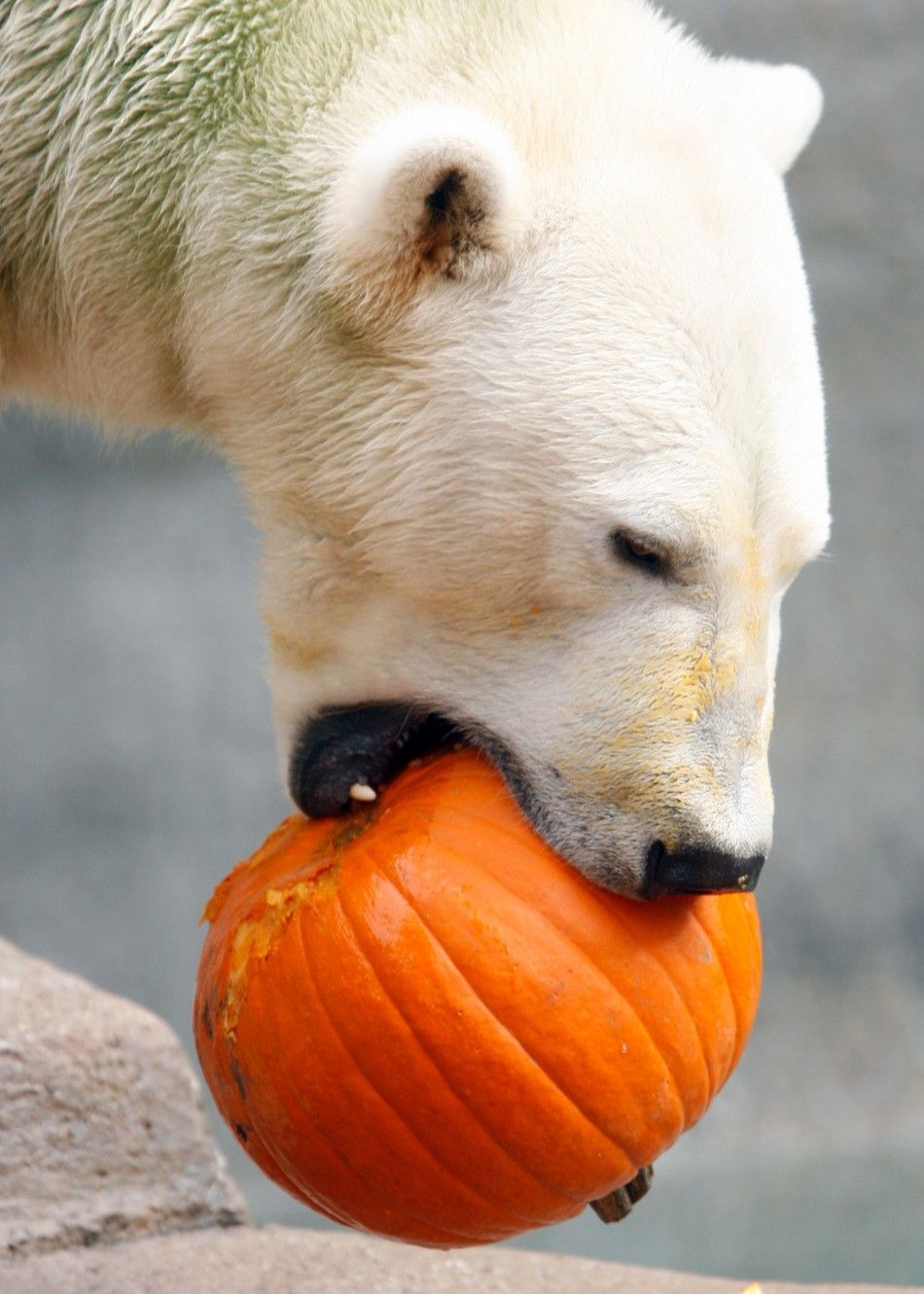 Polar bear pumpkin