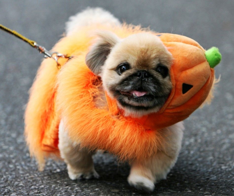 Halloween 2011 Fever Adorable Halloween Costumes for Hot Dogs and Tail-Waggers PHOTOS