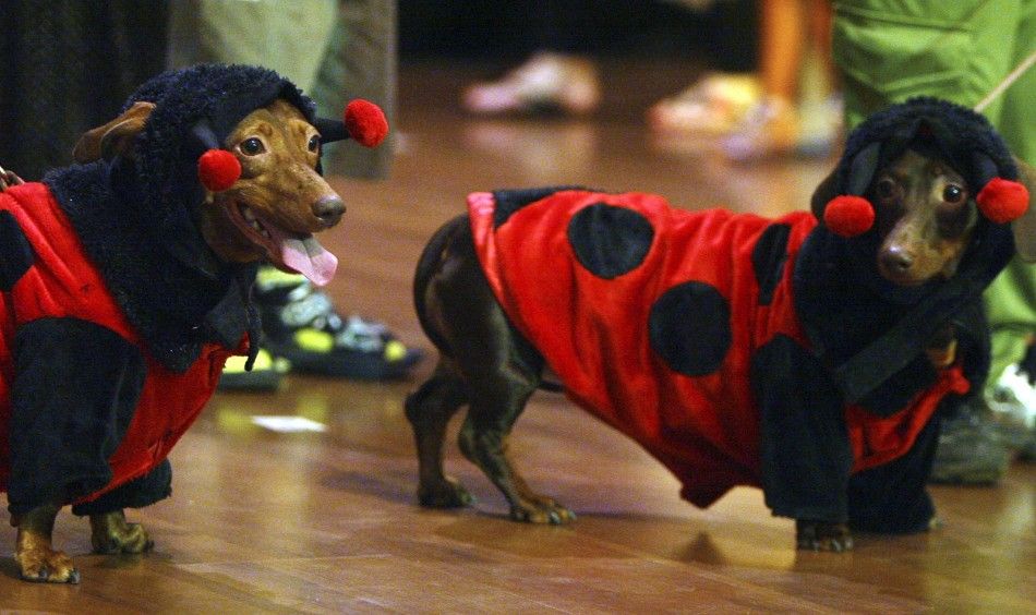Halloween 2011 Fever Adorable Halloween Costumes for Hot Dogs and Tail-Waggers PHOTOS