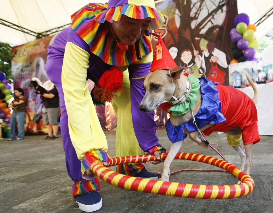 Halloween 2011 Fever Adorable Halloween Costumes for Hot Dogs and Tail-Waggers PHOTOS