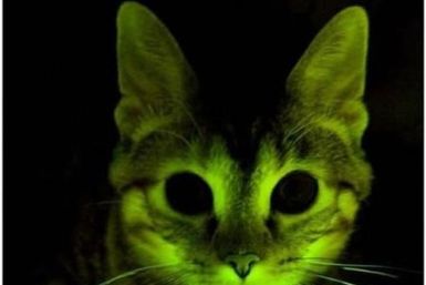 Glowing Cats are FIV Free
