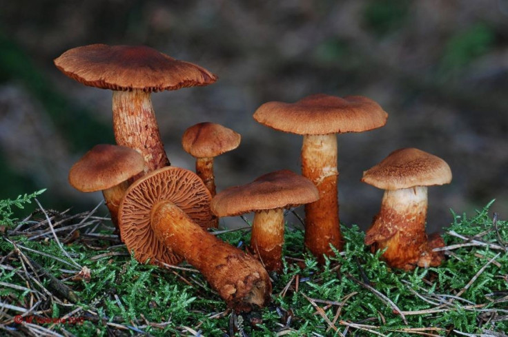 Mushrooms 