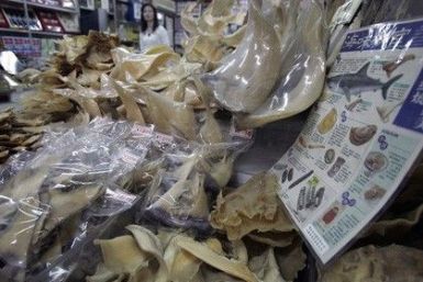 Dried Shark Fins In Taiwan