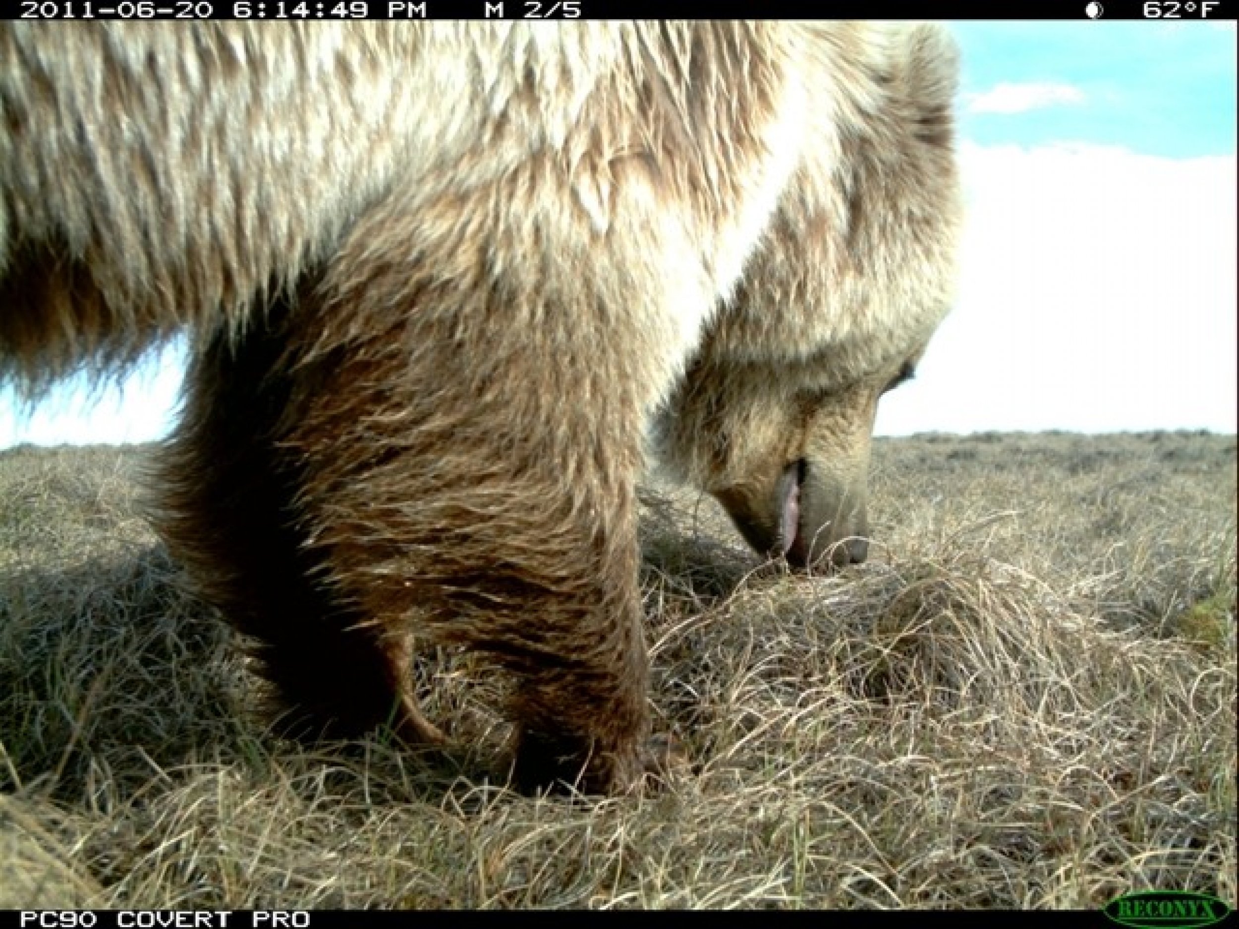 Grizzly bear sniffing around close to camera. 